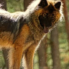 Eurasier Dog Flickr Stiller Beobachter