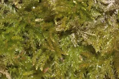 Eurhynchiastrum Pulchellum (A, 153354 482613) 1778