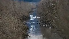 Europareservat Federsee In Oberschwaben Aw02