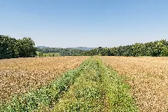 Extertal 2015 08 23 Lip 077 Juergensberg (12)