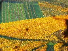 Fíon Panoramio