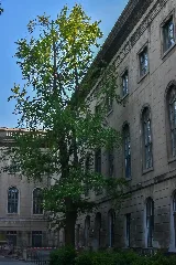 Fächerblattbäume Bei Der Humboldt Universität