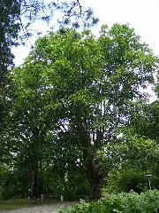 Fagus Orientalis Dkrb(1)