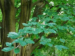Fagus Orientalis Dkrb(2)