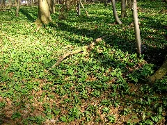 Falk Oberdorf Baerlauch1