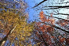 Falling Colors Of Autumn (4108906100)