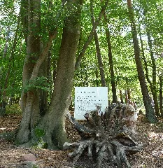 Familienbaum Panoramio