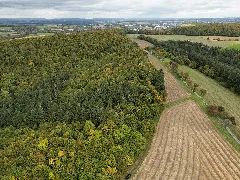 Farmland In Angelbachtal Waldmeister Buchenwald