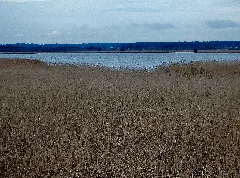 Federsee Bei Bad Buchau In Oberschwaben (Landkreis Biberach) Panoramio (2)