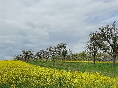 Feld Obstbäume Burkau 2020 04 25