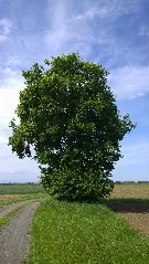 Feldahorn Dedenitz