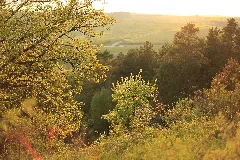Feldahorn Vor Kiefernwald Im Naturschutzgebiet Gültlinger Und Holzbronner Heiden
