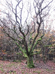 Feldberg5555