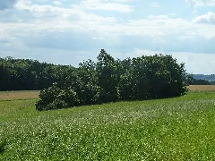 Feldgehölz Östlich Der Kl. Kapelle