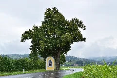 Feldkirchen Naturdenkmal Nd319 Winterlinde (Tilia Cordata) Bei Der Herz Jesu Kapelle
