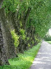 Feldmoching Pappelallee Go 2