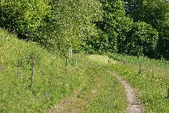 Feldweg Beim Naturschutzgebiet Aabereich Mellingen
