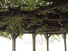 Felsberg Hilgershausen Linde Detail