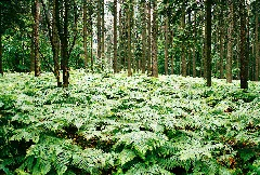 Fern Grove