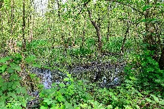Feuchtgebiet Im Bruchwald