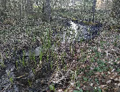 Feuchtgebiet In Der Talaue Des Allmersbaches 2