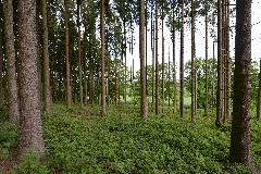 Fichten Im Landschaftsschutzgebiet "Zu Den Rechen"