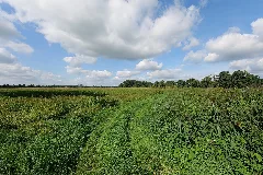 Field In Nsg Schnelle Havel In Neuholland 2021 09 01 02