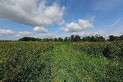 Field In Nsg Schnelle Havel In Neuholland 2021 09 01 03