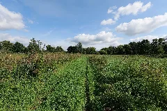 Field In Nsg Schnelle Havel In Neuholland 2021 09 01 04