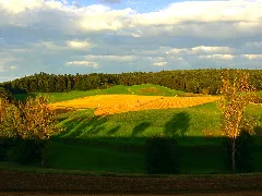 Fields Panoramio (40)