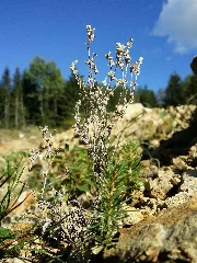 Filago Minima Sl32