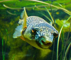 Fisch (9331258966)