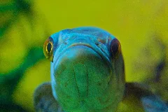 Fisch (9331263926)