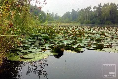 Fischbacher Moos Panoramio (2)
