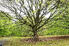 Fischbecker Heide 02