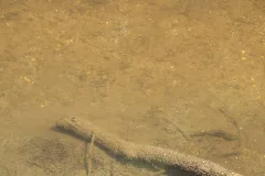 Fische In Der Nister 1