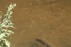 Fische In Der Nister 4