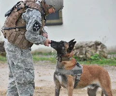 Flickr Dvidshub 173Rd Airborne Brigade Combat Team (Image 1 Of 13)
