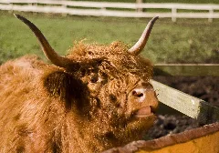 Flickr Laenulfean Cow With Open Mouth