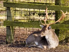 Flickr Laenulfean Deer