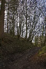Flickr Laenulfean Way Through The Forest