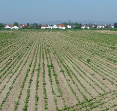 Flomersheim Panoramio (1)