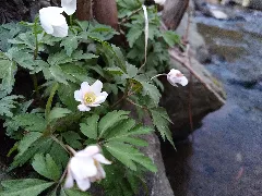 Flora Am Aubach