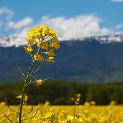Flower Infront Of The Jura Panoramio