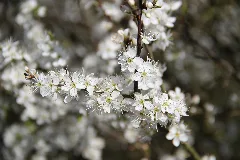 Flowering Tree Panoramio