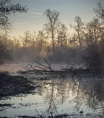 Foggy Morning (188709035)