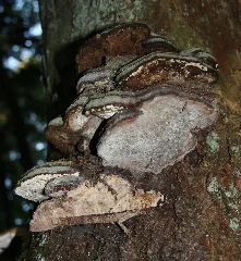 Fomitopsis Pinicola Marpingen Härtelwald 20111023 2