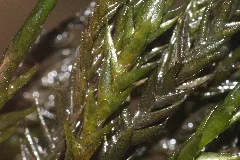 Fontinalis Squamosa (A, 143445 482125) 4238