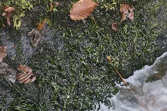 Fontinalis Squamosa (B, 143445 482125) 4240