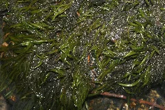 Fontinalis Squamosa (B, 143445 482125) 4242